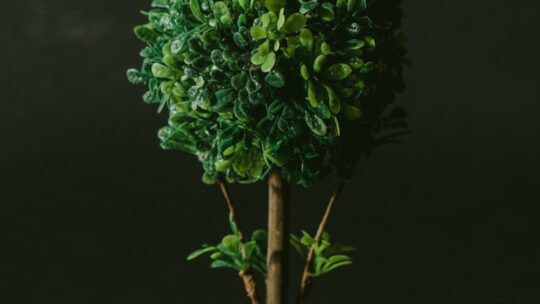 Groen in je leefruimte