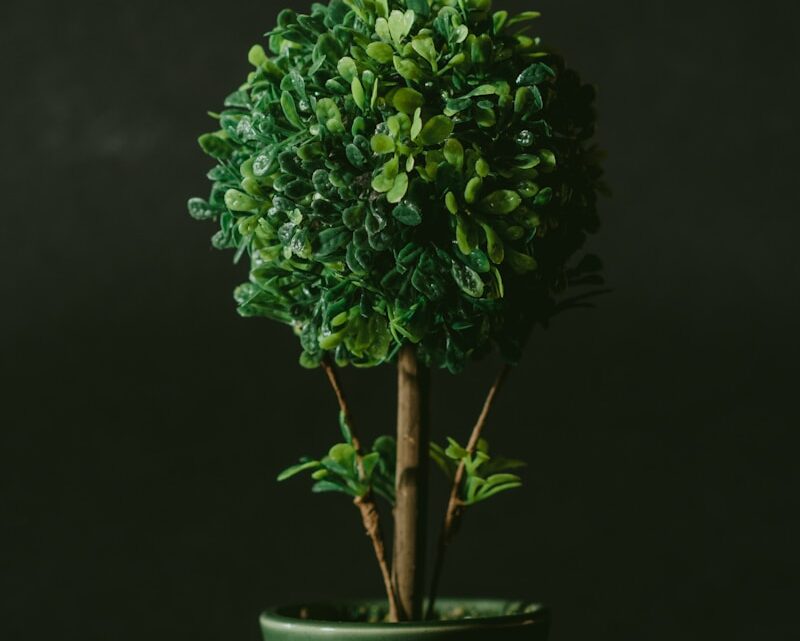 Groen in je leefruimte